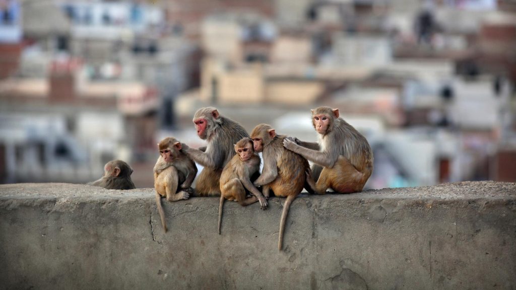 Quarante singes évadés d’un laboratoire aux Etats-Unis, la police les recherche activement