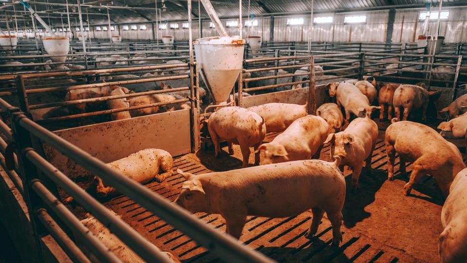 une jeune fille de 17 ans assommée puis jetée pour nourrir des cochons, son voisin arrêté