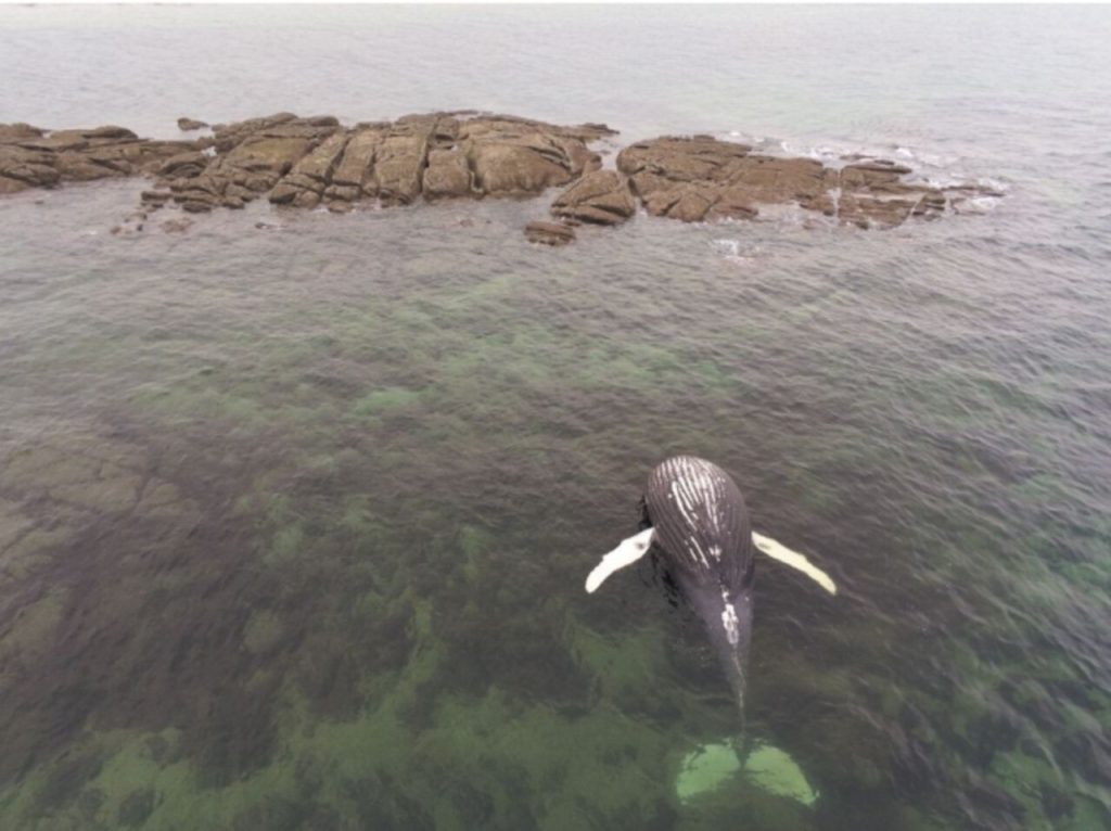 Ce que l’on sait de la baleine échouée dans le Val de Saire