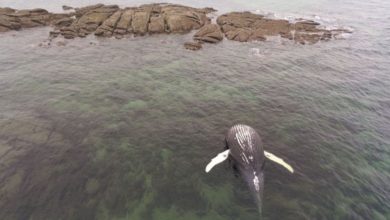 Ce que l’on sait de la baleine échouée dans le Val de Saire