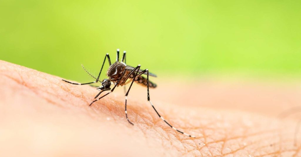 cette méthode anti-moustique assez radicale découverte par les scientifiques pourrait tout changer !