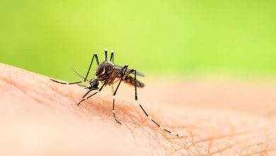 cette méthode anti-moustique assez radicale découverte par les scientifiques pourrait tout changer !