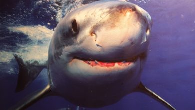 Un grand requin blanc observé en Méditerranée, au large des côtes varoises