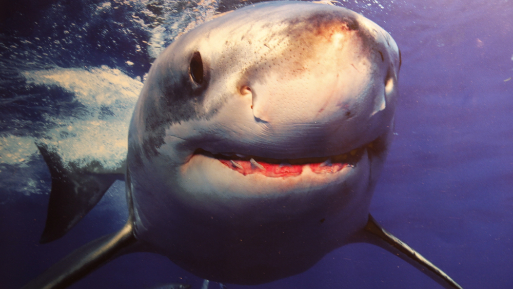 Un grand requin blanc observé en Méditerranée, au large des côtes varoises