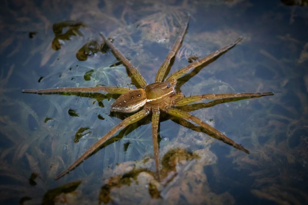 Quelle est cette araignée géante, élevée dans un zoo, qui prospère au Royaume-Uni ?