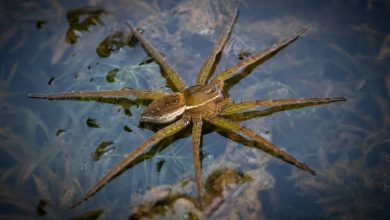 Quelle est cette araignée géante, élevée dans un zoo, qui prospère au Royaume-Uni ?