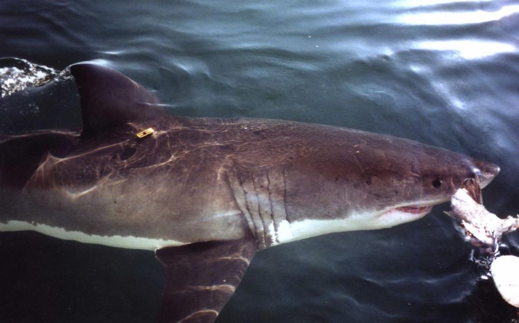 Un requin blanc de 4 mètres observé en mer Méditerranée, dans le Var – Sud Ouest