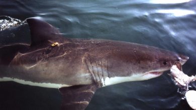 Un requin blanc de 4 mètres observé en mer Méditerranée, dans le Var – Sud Ouest