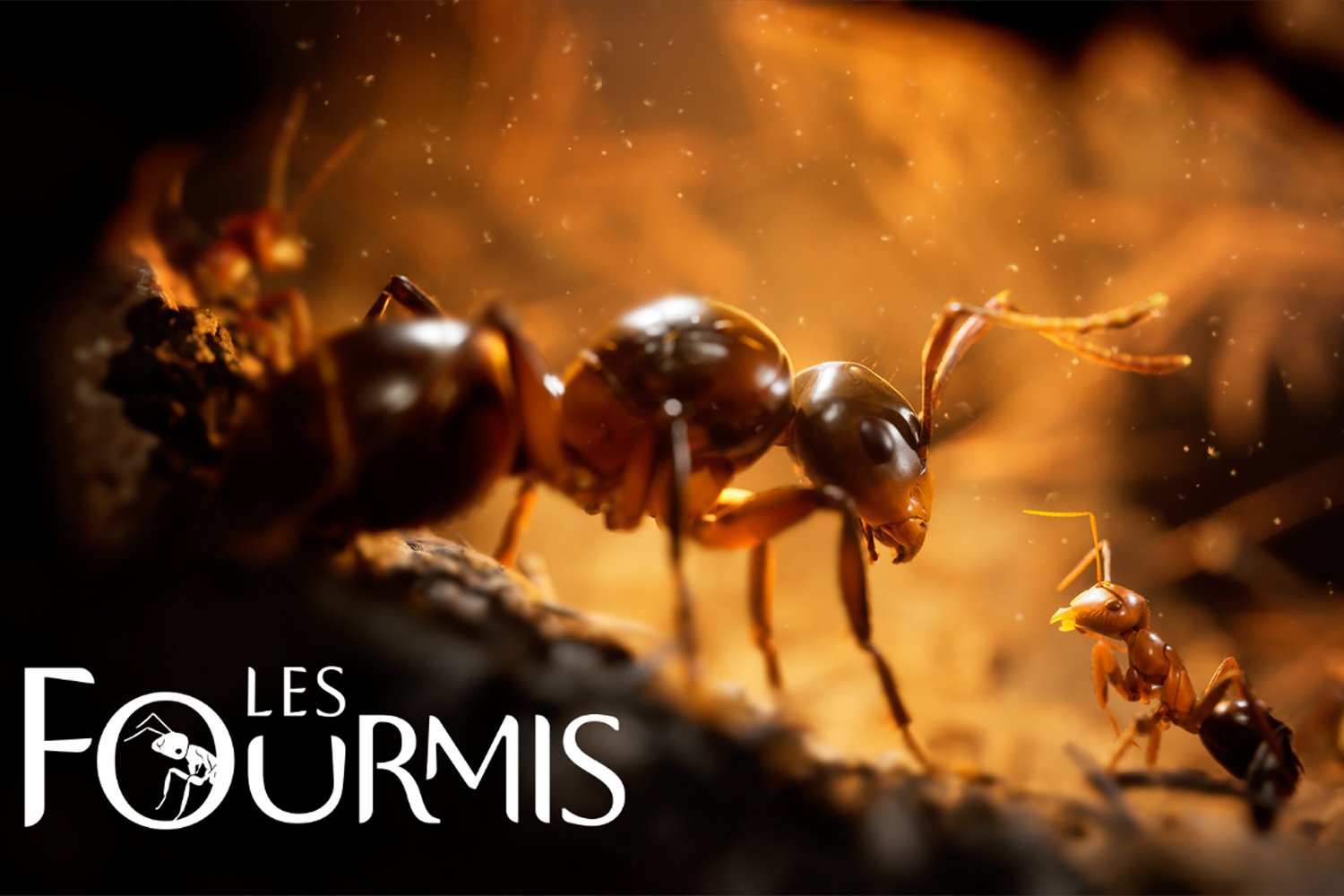 Le jeu Ants est à un prix fou juste avant son lancement