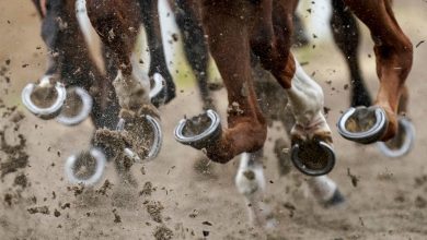 alarmé par un projet de taxe, le secteur des courses de chevaux annule les courses jeudi