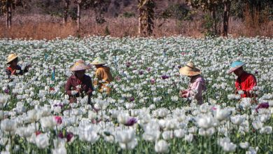 L’économie de la drogue dans le Triangle d’Or relancée par la crise birmane