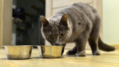 Ces croquettes pour chats sont les pires pour leur santé, selon 60 millions de consommateurs