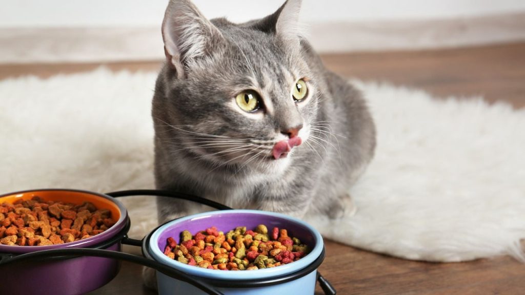 Ces croquettes pour chats sont les meilleures pour leur santé, selon 60 millions de consommateurs