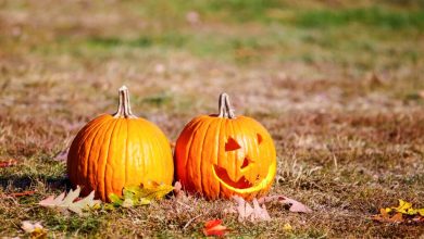 Vos citrouilles d’Halloween pourraient nuire à la biodiversité : voici comment les recycler intelligemment