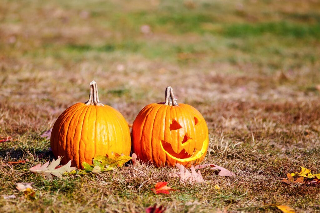 Vos citrouilles d’Halloween pourraient nuire à la biodiversité : voici comment les recycler intelligemment