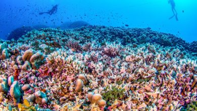 le plus gros corail du monde découvert aux Îles Salomon