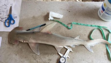 Une nouvelle espèce de requin découverte dans les eaux des Caraïbes