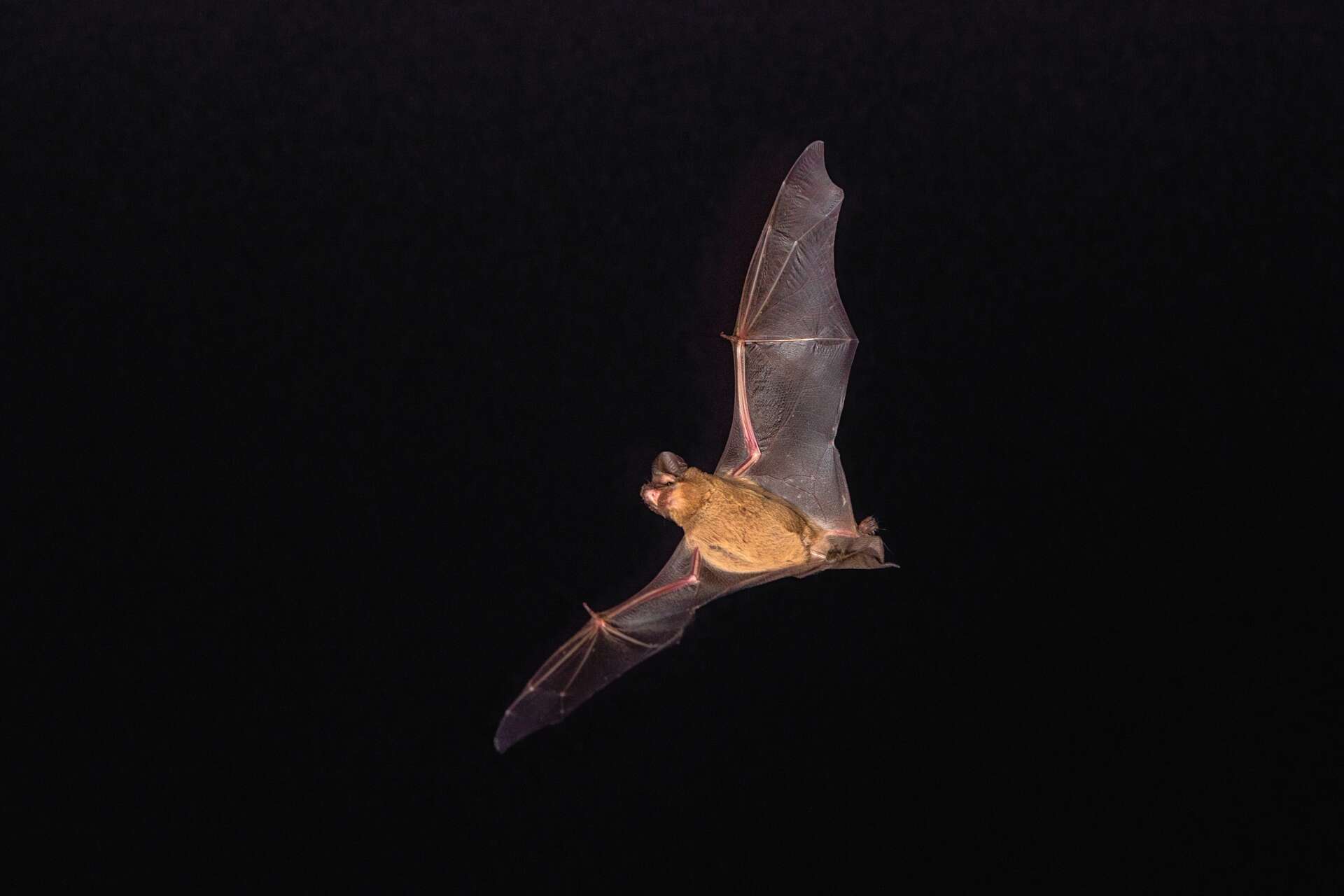 Voici le mammifère le plus rapide de la planète et ce n’est pas le guépard !