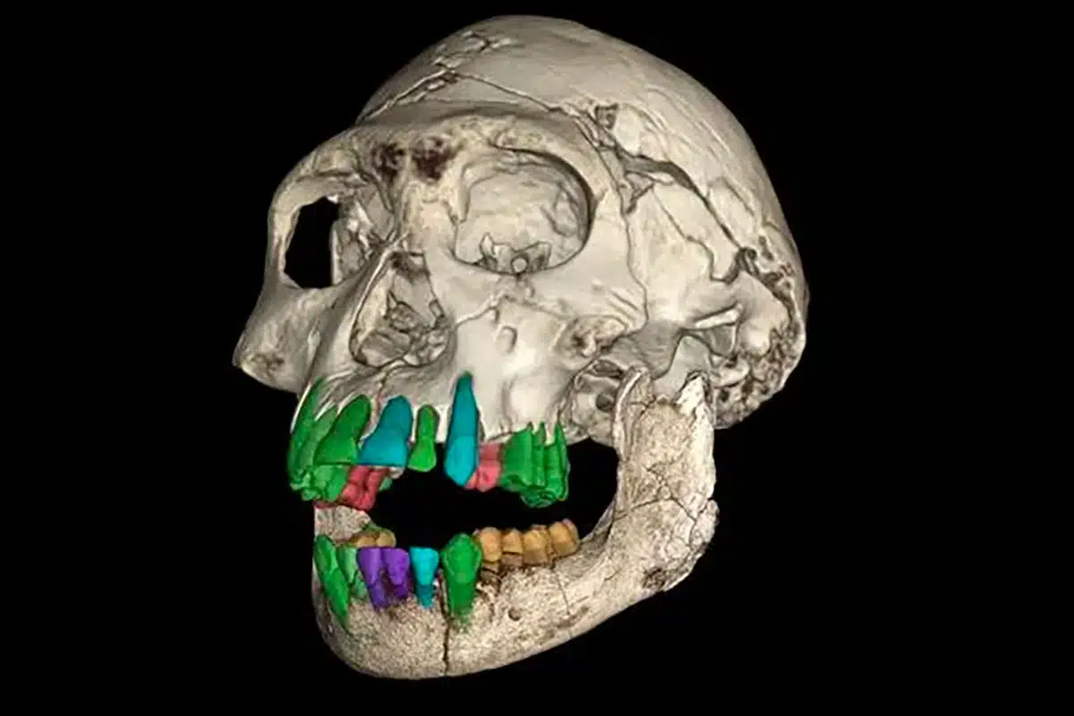 Ces dents fossilisées d’un enfant de 11 ans révèlent des indices sur les raisons pour lesquelles les humains ont développé une enfance inhabituellement longue