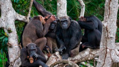 La migration, moteur du développement culturel des chimpanzés