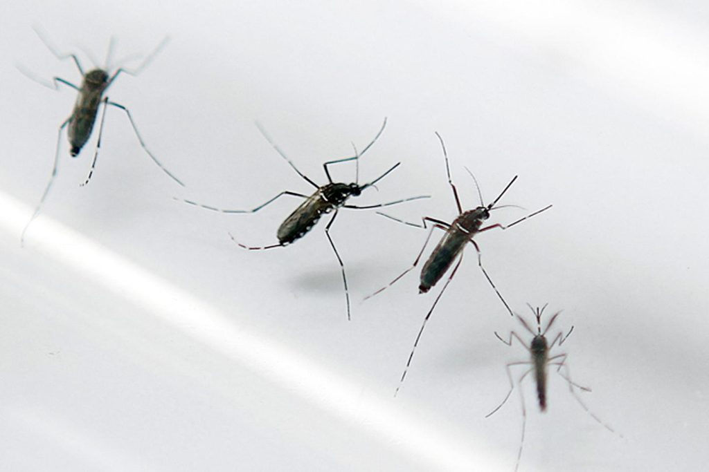 Une épidémie de dengue déclarée en Guadeloupe