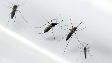 Une épidémie de dengue déclarée en Guadeloupe