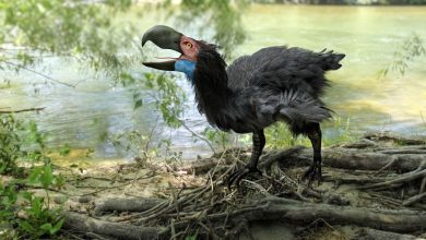 Il valait mieux ne pas croiser ce terrible oiseau !