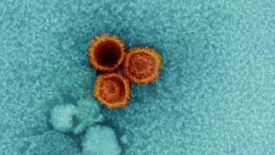 Ce virus infecte 95% d’entre nous et ses faiblesses sont désormais trouvées