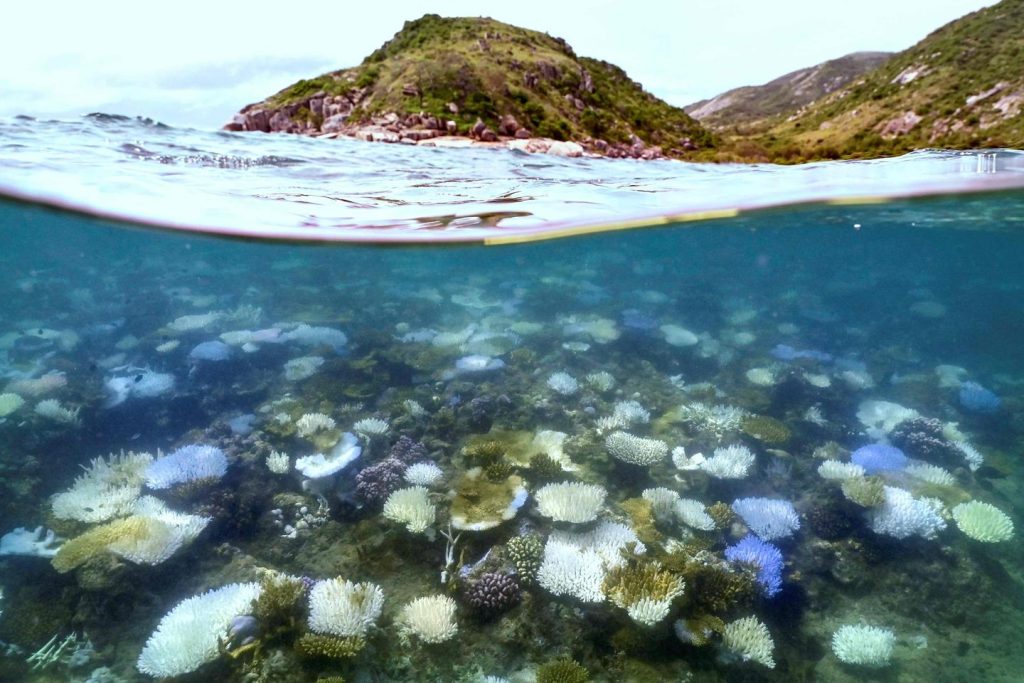 mortalité record dans une partie de la Grande Barrière de Corail