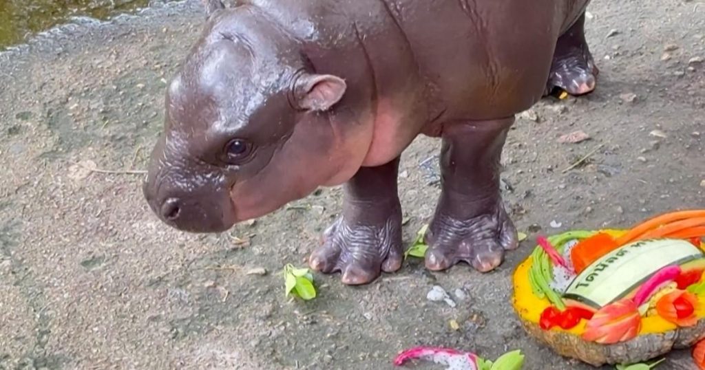 La star des réseaux sociaux, bébé hippopotame, prédit le résultat