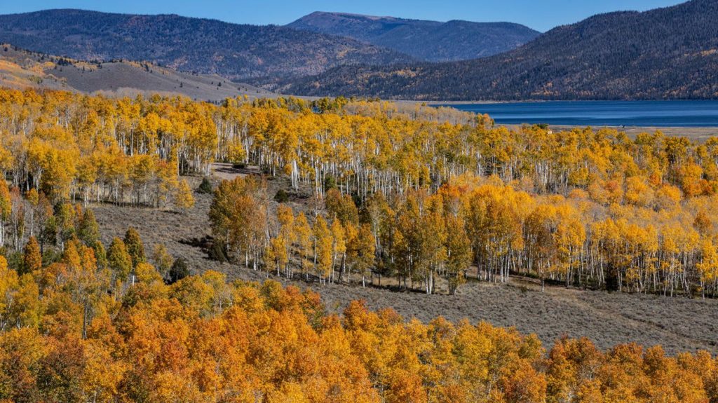 Pando, une forêt composée d’un seul arbre, l’un des êtres vivants les plus anciens de la planète