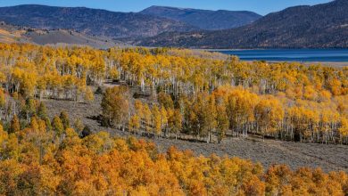 Pando, une forêt composée d’un seul arbre, l’un des êtres vivants les plus anciens de la planète