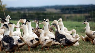 Pays Basque : Guiche et Samis placés en zone de surveillance grippe aviaire – Sud Ouest