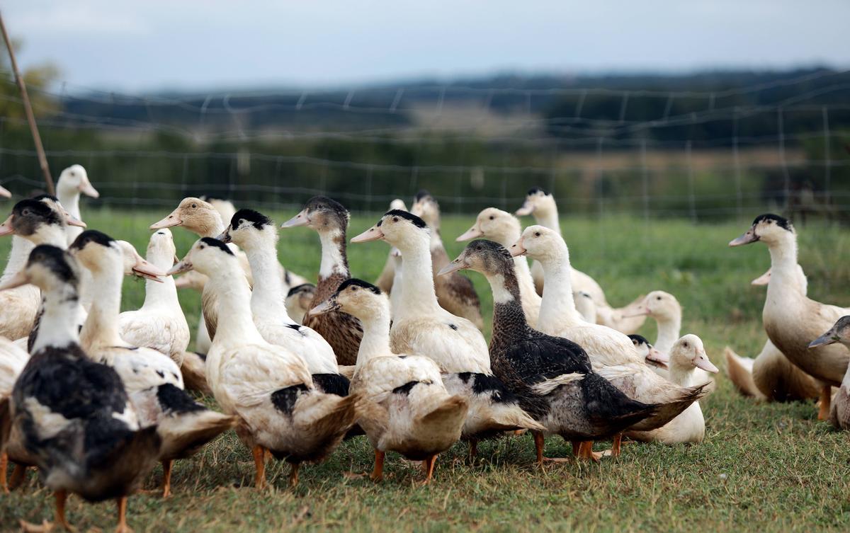 Pays Basque : Guiche et Samis placés en zone de surveillance grippe aviaire – Sud Ouest