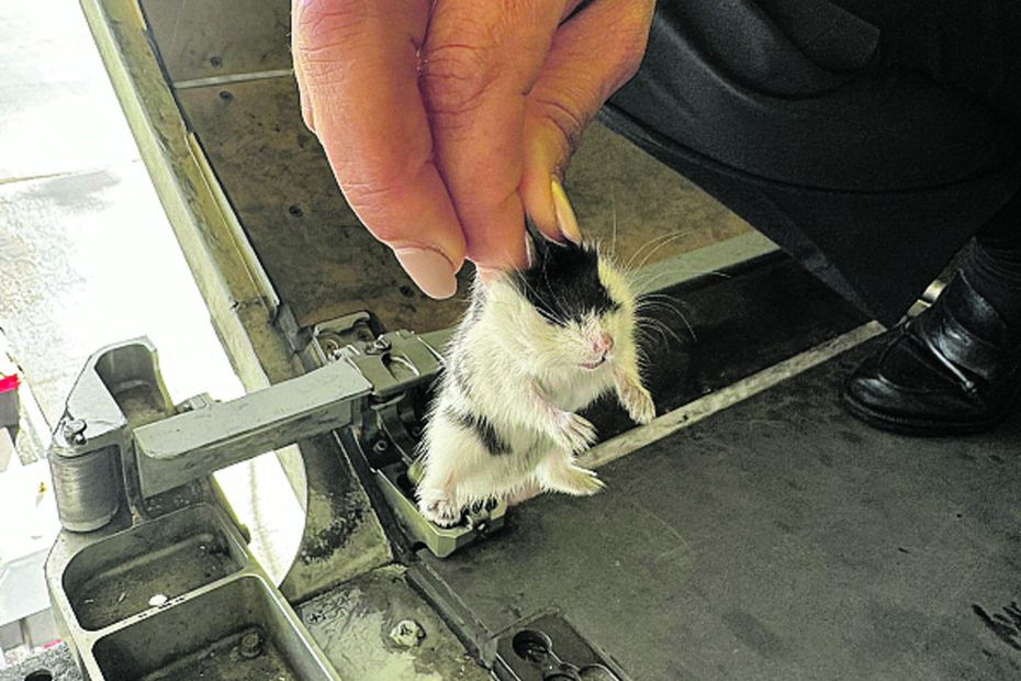 132 hamsters « dangereux », mangeurs de câbles électriques dans la soute de l’avion