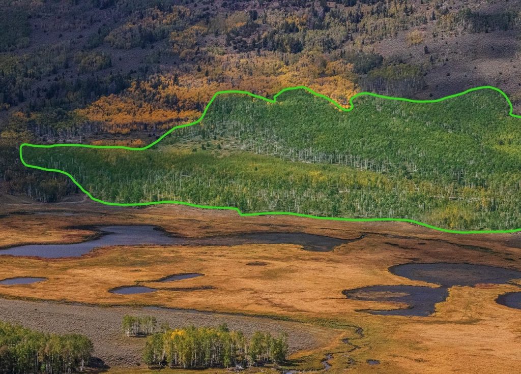 Incroyable : quelle est cette étrange forêt constituée d’une seule racine s’étendant sur des dizaines d’hectares ?