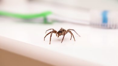 Voici pourquoi vous rencontrerez plus d’araignées d’ici novembre