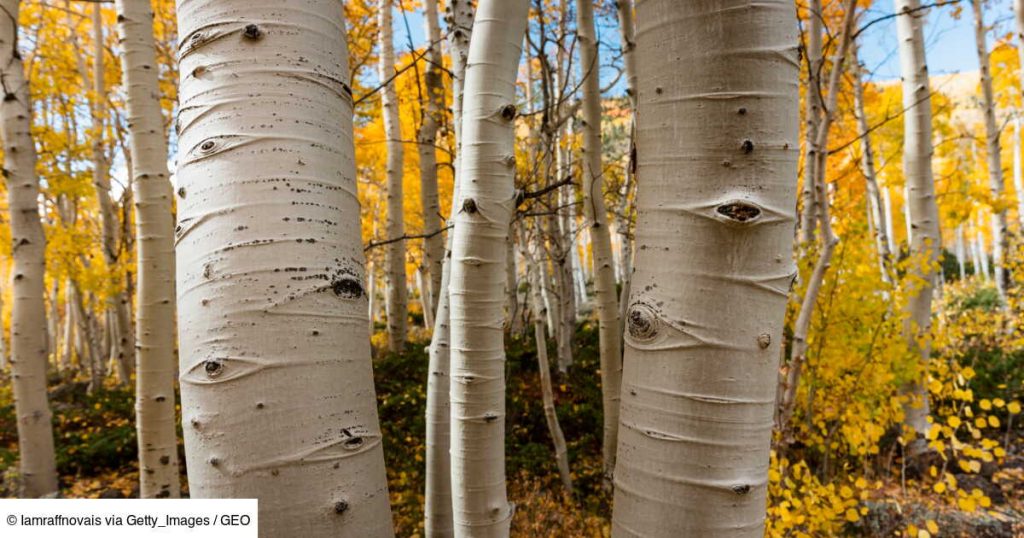 L’arbre le plus haut du monde est également l’un des organismes vivants les plus anciens de la planète.