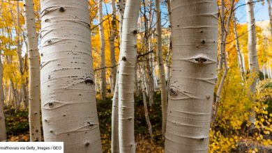 L’arbre le plus haut du monde est également l’un des organismes vivants les plus anciens de la planète.