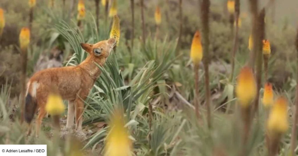 The Eye of GEO : en Ethiopie, des loups photographiés léchant des fleurs comme des sucettes