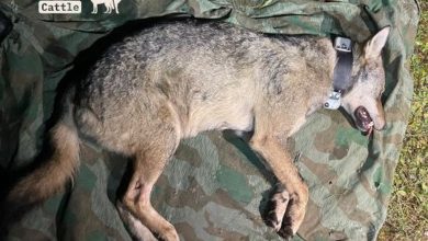 Une louve capturée dans le massif du Jura et équipée d’un collier GPS dans le cadre d’un projet de recherche suisse