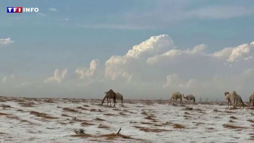 Arabie Saoudite : des images étonnantes du désert couvert de grêle