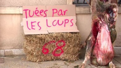 en colère contre le loup, des agriculteurs du Doubs déposent le cadavre d’une génisse devant la sous-préfecture