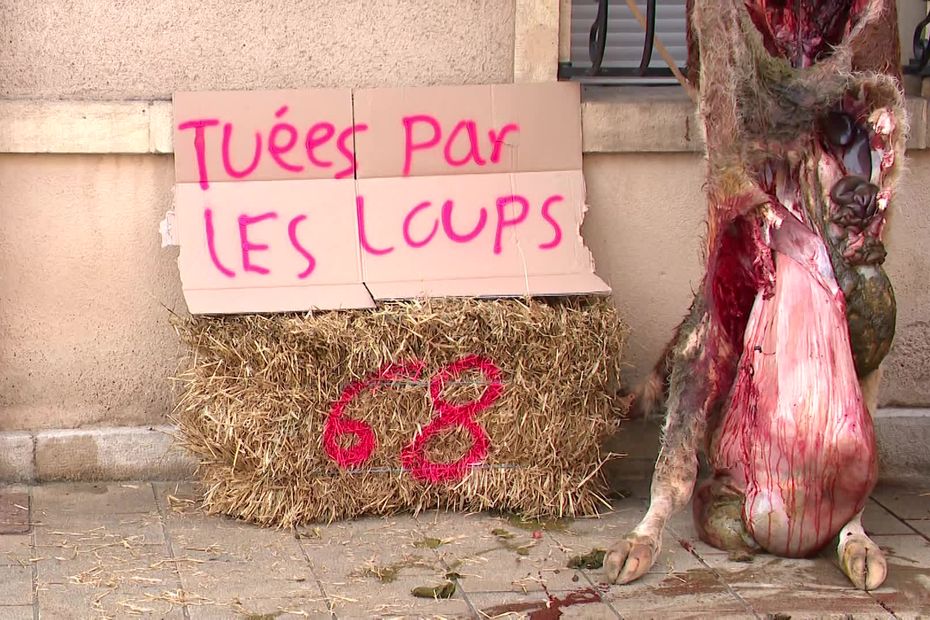 en colère contre le loup, des agriculteurs du Doubs déposent le cadavre d’une génisse devant la sous-préfecture