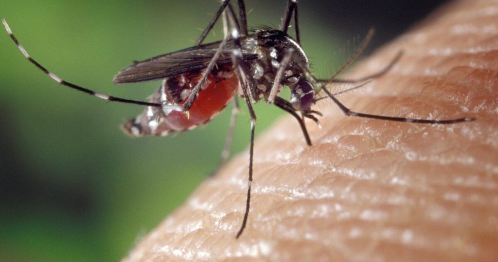 Où vont les moustiques en hiver ?