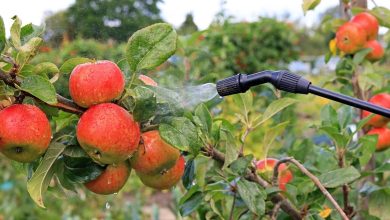 résidus trouvés dans les fruits et légumes importés vendus en France, voici les résidus