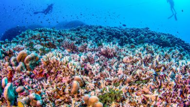 le plus gros corail du monde découvert