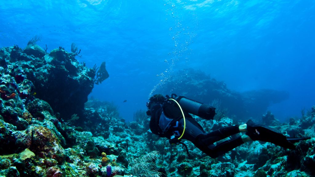 La découverte de cette immense créature marine donne de l’espoir pour la planète