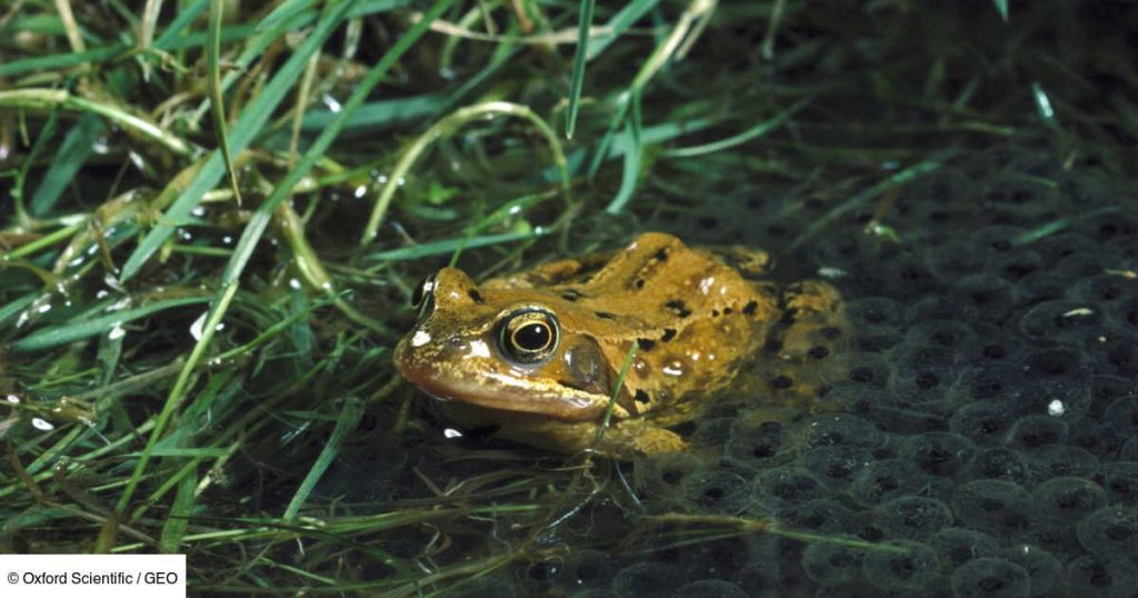 Près de 40 ans après la catastrophe de Tchernobyl, les grenouilles de la zone contaminée se portent bien