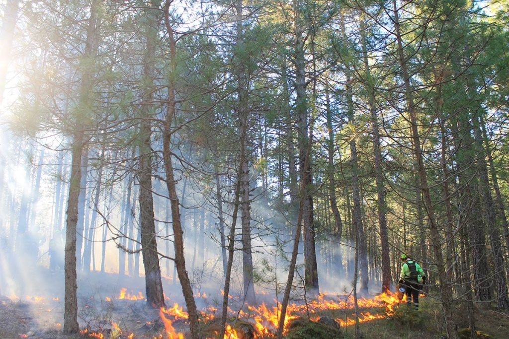 Les scientifiques tirent la sonnette d’alarme sur l’état des forêts terrestres